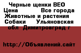 Черные щенки ВЕО › Цена ­ 5 000 - Все города Животные и растения » Собаки   . Ульяновская обл.,Димитровград г.